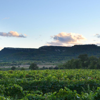 vins naturels du languedoc