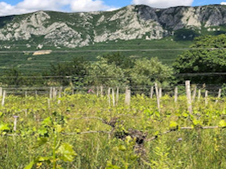 vins naturels de Slovénie