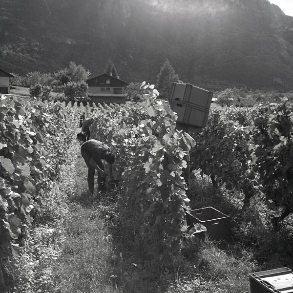 Domaine Belluard Domaine Belluard